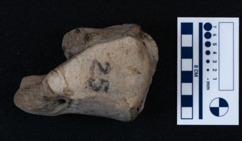 Media type: image;   Vertebrate Paleontology VPM-15735 Description: Photograph of an articular surface of a tarsal bone of MCZ VPM-15753, Mammuthus primigenius.;